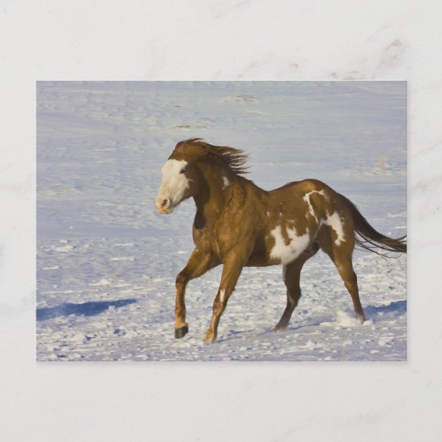Horses Running in Snow Postcard (Front)