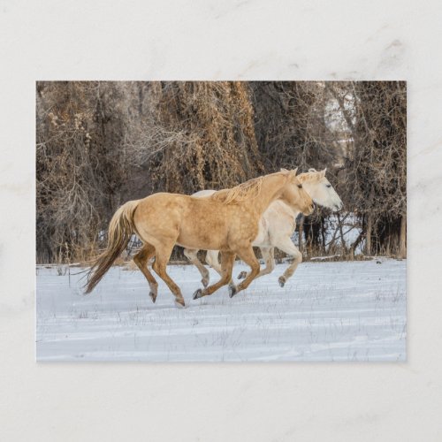 Horses Running in Snow Postcard