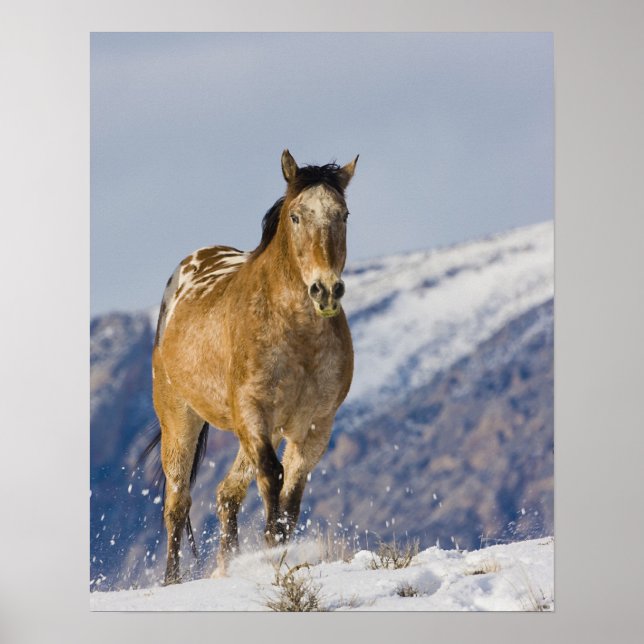 Horses Running in Snow Poster (Front)