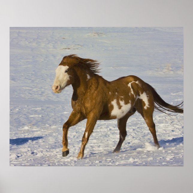 Horses Running in Snow Poster (Front)