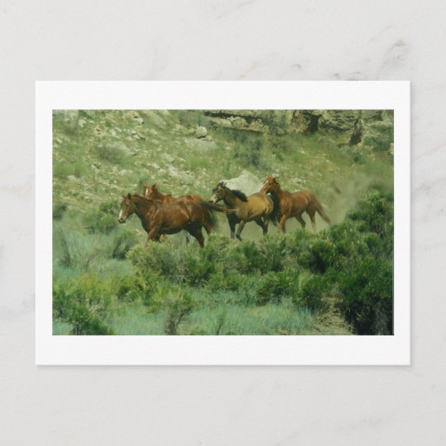 Horses Running Postcard (Front)