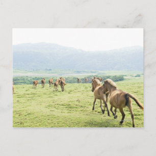 Horses running postcard