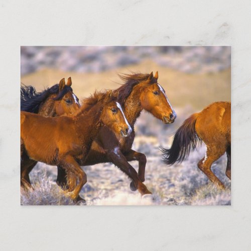 Horses running postcard