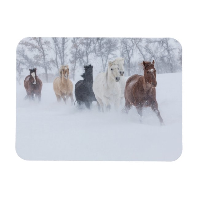 Horses Running Through the Snow Magnet (Horizontal)