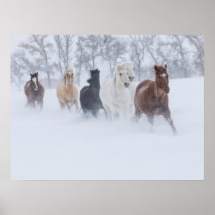 Horses Running Through the Snow Poster