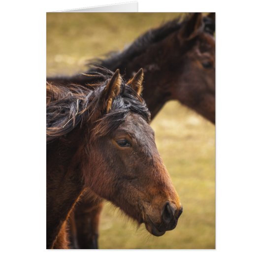 Horses Side By Side Cards (Front)