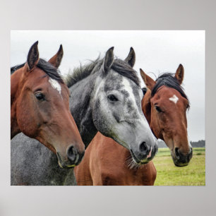 Horses Side by Side, Head and Chest, Bays, Gray Poster