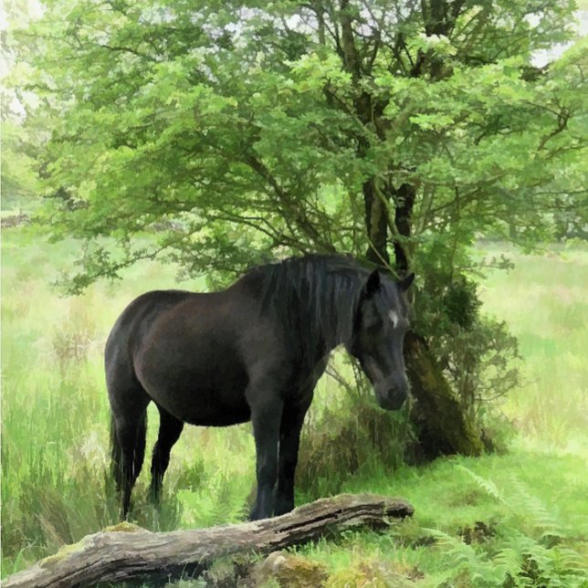 HORSES T-Shirt (A beautiful black mare resting in the shade of the tree.)
