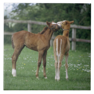 Horses - Thoroughbreds, Foals, Ceramic Tile