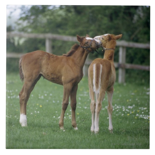 Horses - Thoroughbreds, Foals, Ceramic Tile (Front)