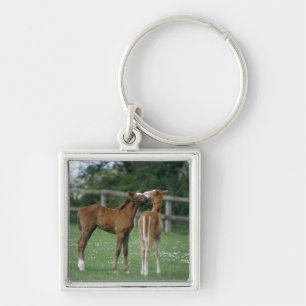 Horses - Thoroughbreds, Foals, Keychain