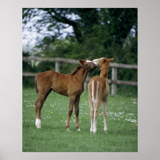 Horses - Thoroughbreds, Foals, Poster (Front)
