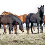 HORSES TILE<br><div class="desc">A photographic design of a herd of horses waiting to be fed.</div>