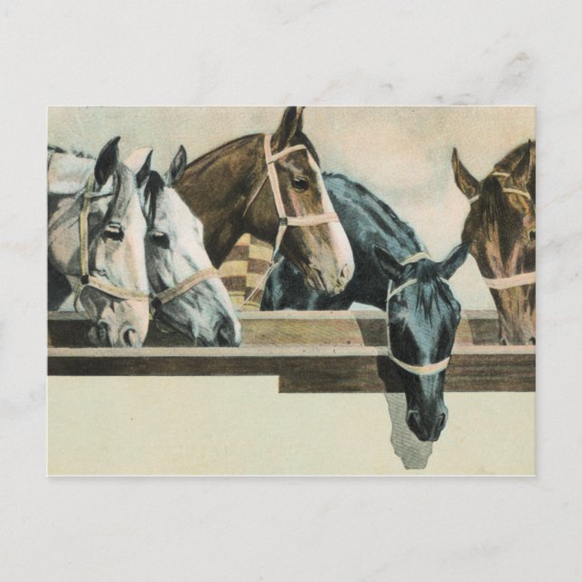 Horses Together postcard (Front)