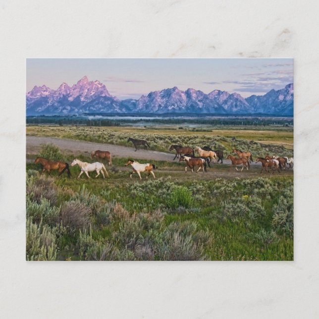 Horses Walk Postcard (Front)