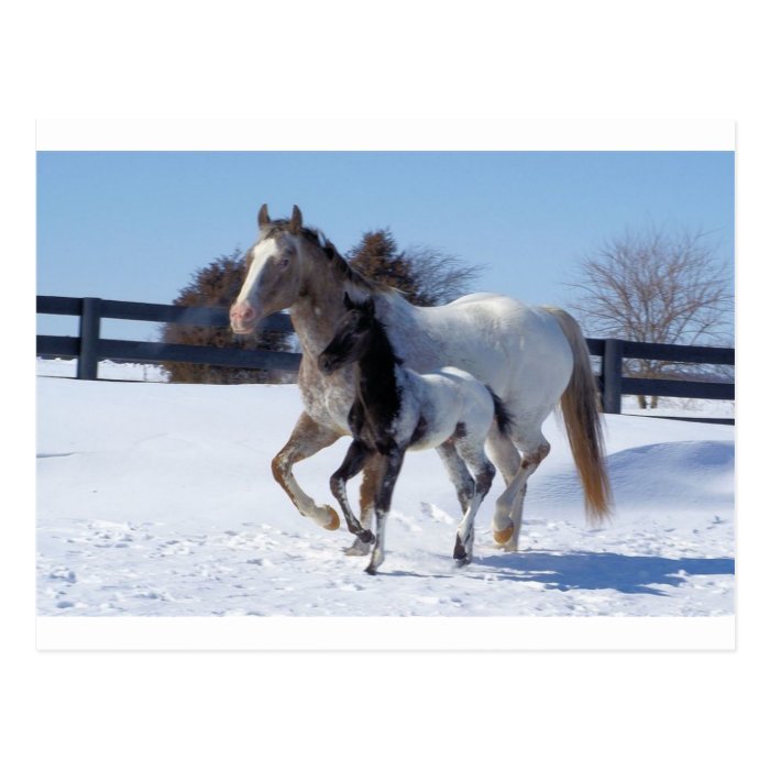 Horses Winter Snow Sports Country Farm Love Postcards