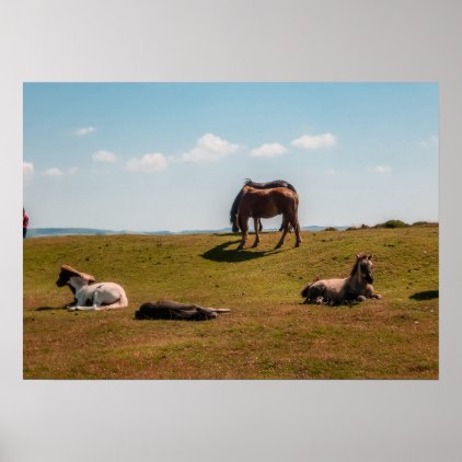 Horses with foals - poster
