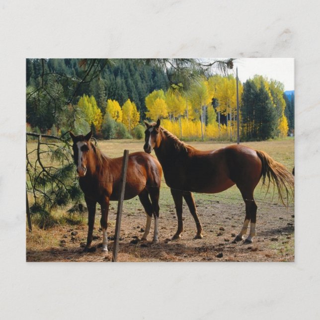 Horses with Yellow Trees Postcard (Front)