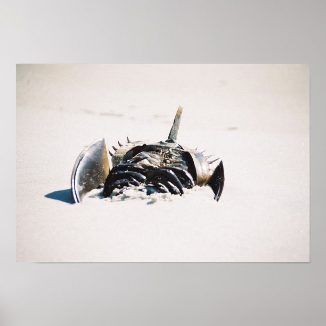 Horseshoe carb poster (Front)