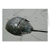 Horseshoe Crab (Front Horizontal)