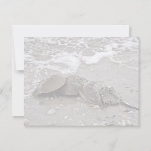 Horseshoe Crab (Front)