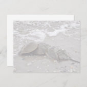 Horseshoe Crab (Front/Back)