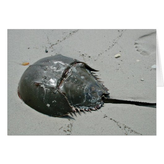Horseshoe Crab Cards (Front Horizontal)