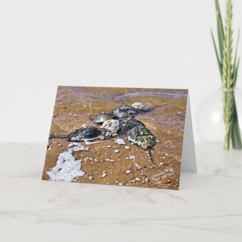 Horseshoe Crab Greeting Card _ Inside Blank