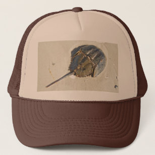 Horseshoe Crab Hat