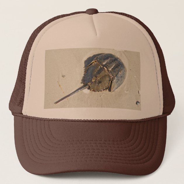 horseshoe crab hat