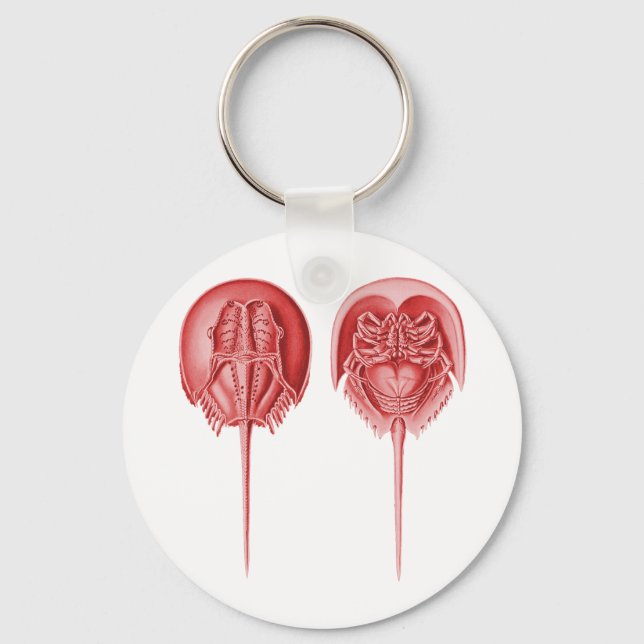 Horseshoe Crab Keychain (Front)