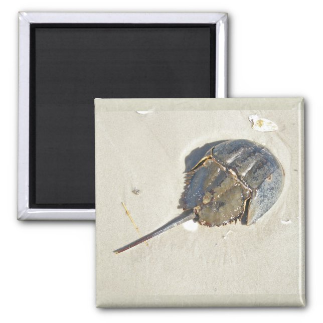 Horseshoe Crab Magnet (Front)