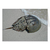 Horseshoe Crab - male (Front Horizontal)