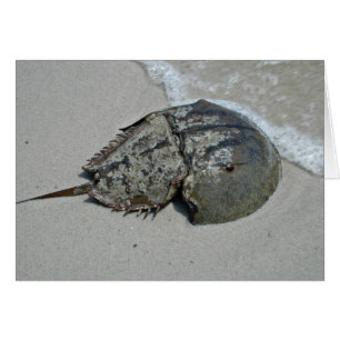 Horseshoe Crab - male