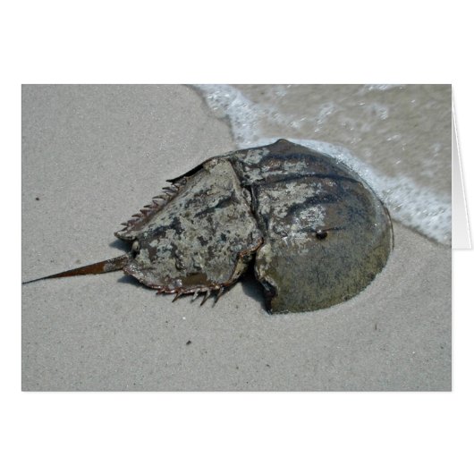 Horseshoe Crab - male (Front Horizontal)