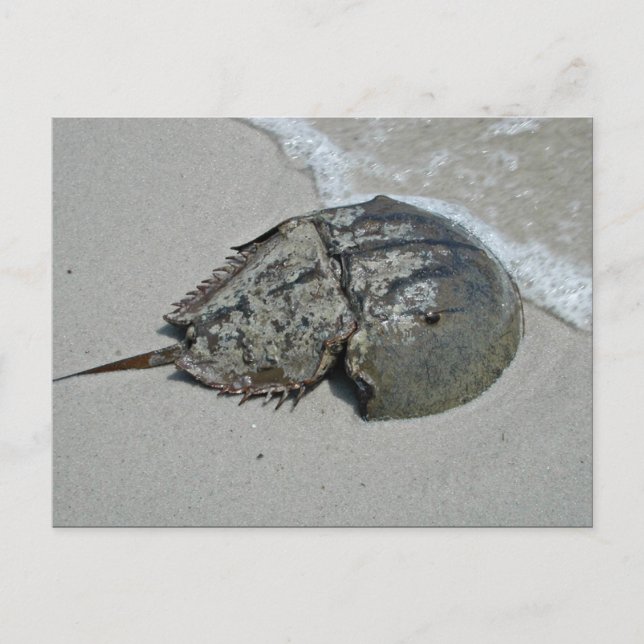 Horseshoe Crab - male Postcard (Front)