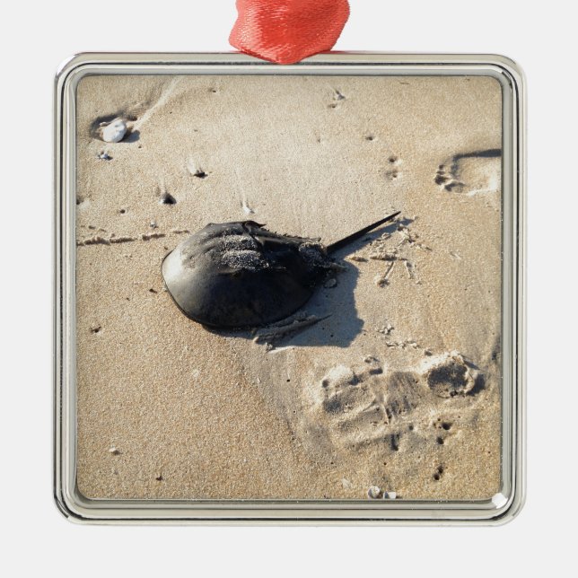 horseshoe crab metal ornament (Front)