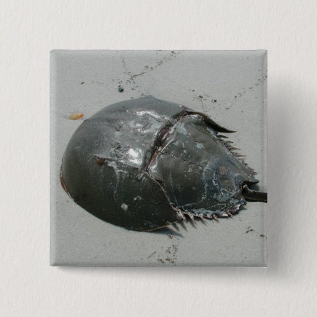 Horseshoe Crab Pinback Button (Front)