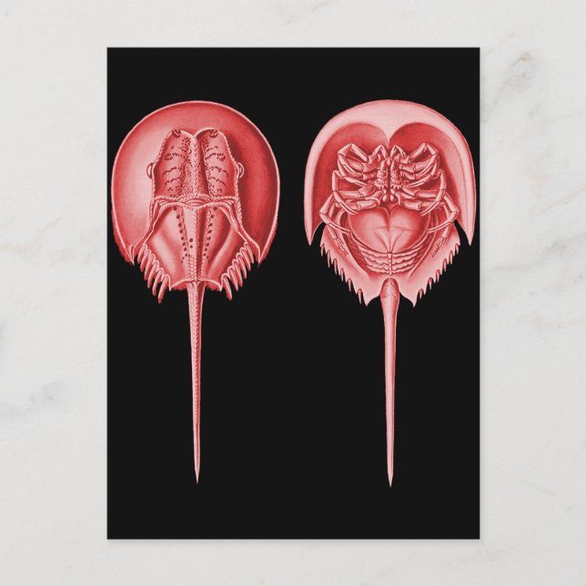 Horseshoe Crab Postcard (Front)