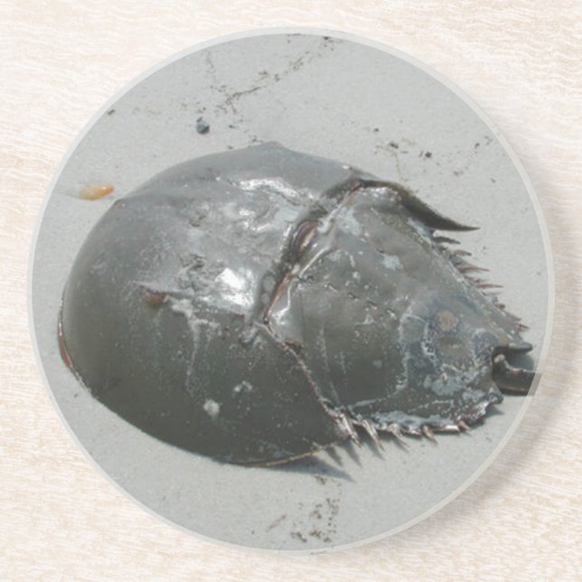 Horseshoe crab sandstone coaster (Front)