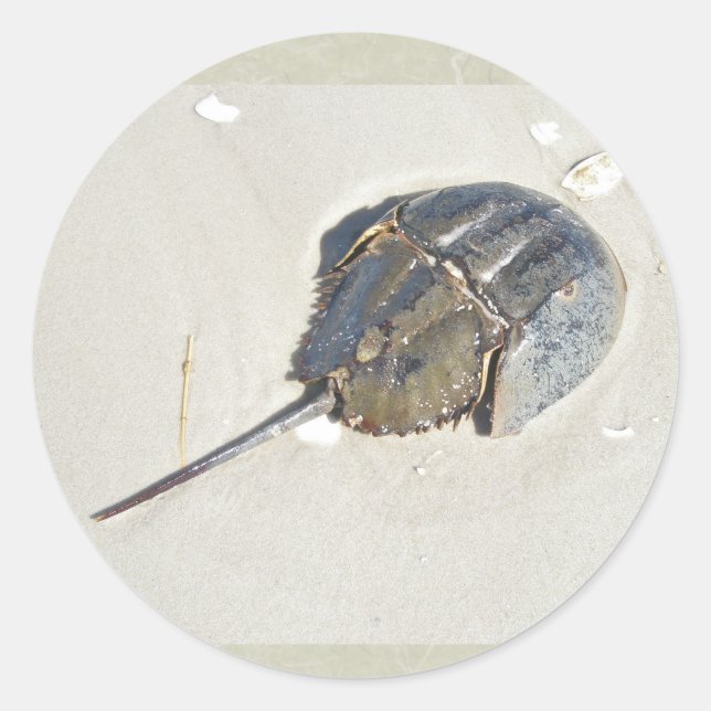 Horseshoe Crab Sticker (Front)