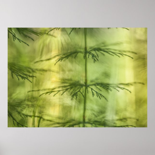 Horsetail Nature Photo Poster (Front)