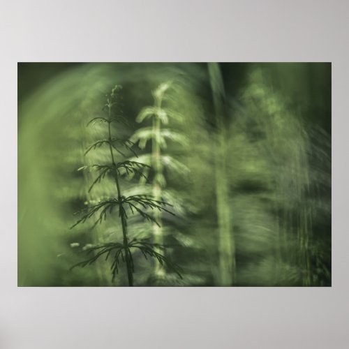 Horsetail Photo green floral design  Poster