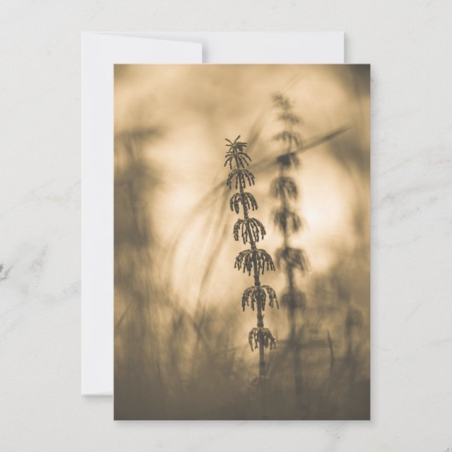 Horsetail Sepia Photograph Card (Front)