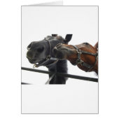 Horsing around (Front)