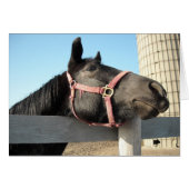 Horsing Around (Front Horizontal)