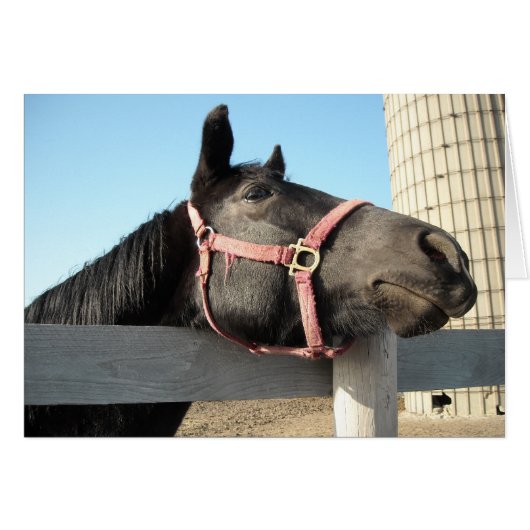 Horsing Around Cards (Front Horizontal)
