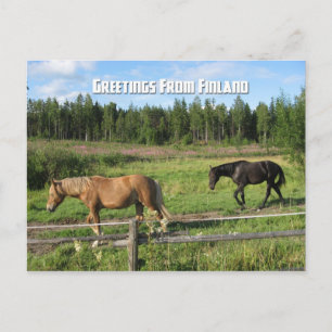 Horsing around in the Finnish Countryside Postcard
