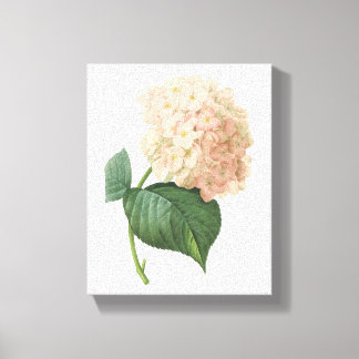 hortensia(Hydrangea sp.) by Redouté Canvas Print