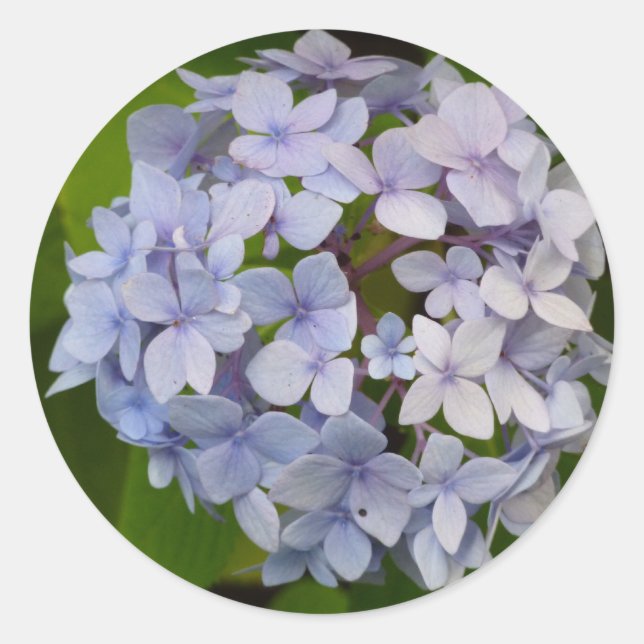 hortensie classic round sticker (Front)